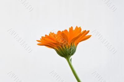 Isolated calendula