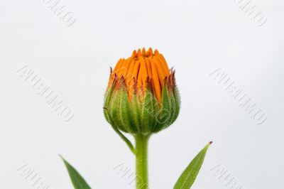 Isolated calendula