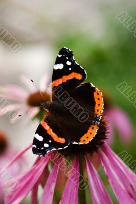 Mourning Butterfly