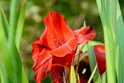 Gladiolus