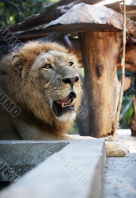 King - lion
