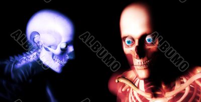 Human Bones Human Bones