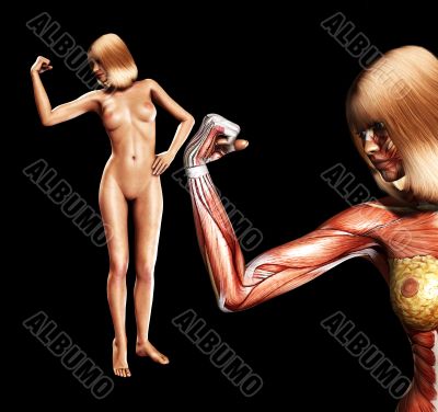 Muscle And Skin Muscle And Skin