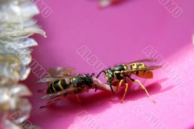 two wasps