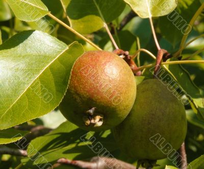 apple tree