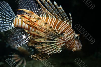colorful tropical fish colorful tropical fish