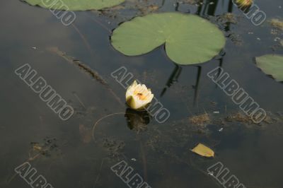 White waterlilly