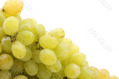grapes closeup