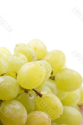grapes macro