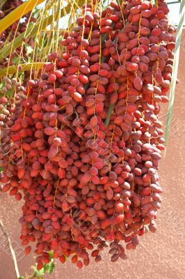 Dates grow on the palm.