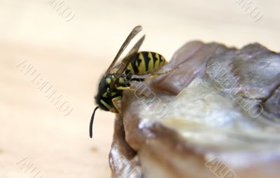 wasp on the fish wasp on the fish