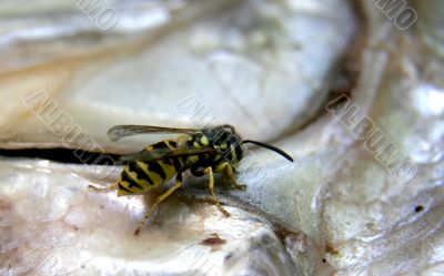 wasp on the fish