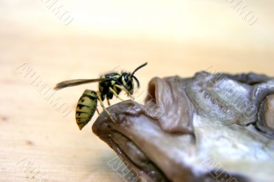 wasp on the fish wasp on the fish