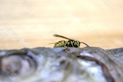 wasp on the fish wasp on the fish
