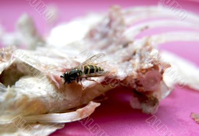 wasp eat the fish wasp eat the fish