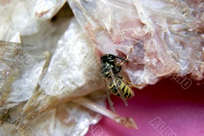 wasp eat the fish wasp eat the fish