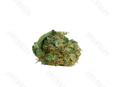 Marijuana in zoom and ganja details Marijuana in zoom and ganja details