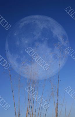 Grass with Moon