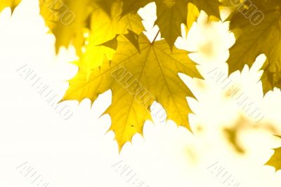 yellow leaves, shallow focus