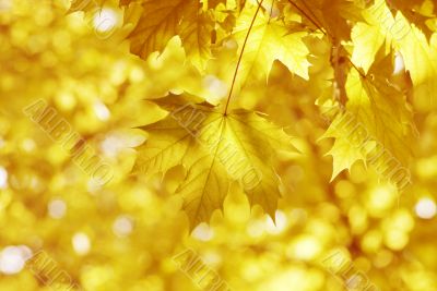 yellow leaves, shallow focus