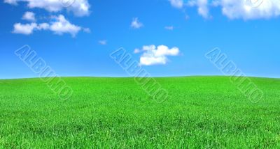 peaceful grassland