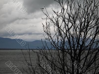 winter tree and ocean view