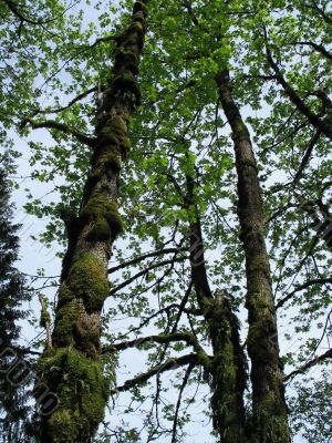 mossy tall trees