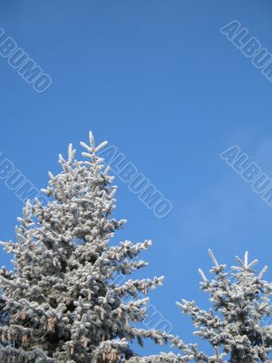 frosted conifer against blue sky
