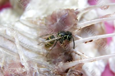 wasp on the fish