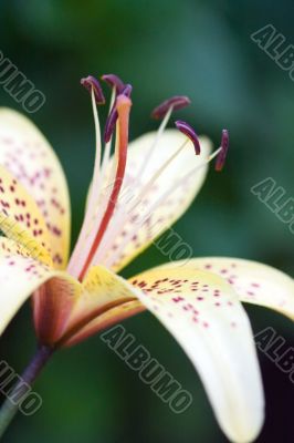 Lily close up