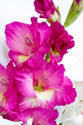 Purple gladiolus