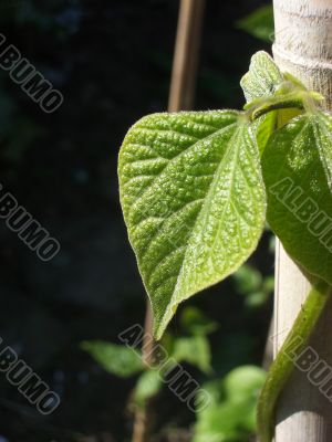 Runner Bean Plant Leaf