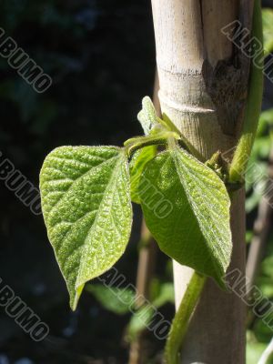 Runner Bean Plant Leaf