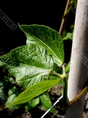 Runner Bean Plant Leaf