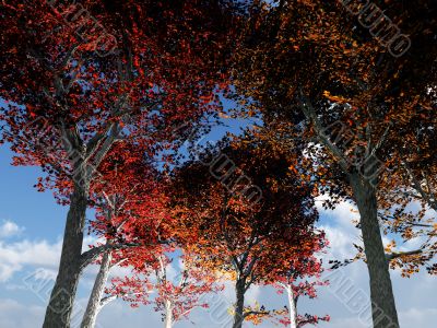 Trees From Below