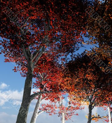 Trees From Below