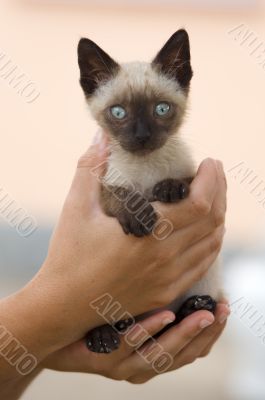 Precious little Siamese cat
