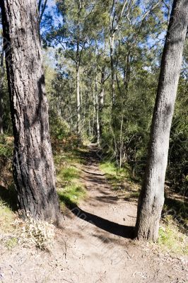 Forest Trail