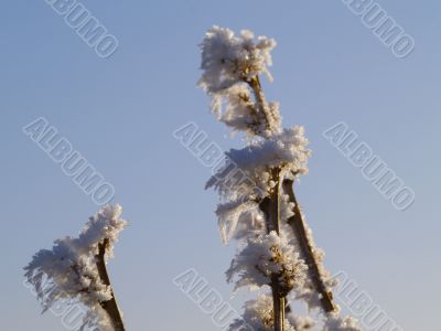 Frost Frost
