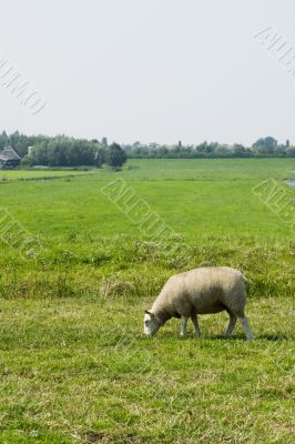 sheep in meadows