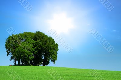 grassfield with a bunch of trees and bright sunlight