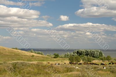 Summer landscape with cattle