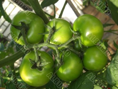 tomato sixpack