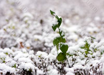 The first snow