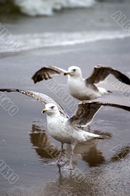 Seagulls