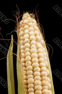 Raw corn closeup