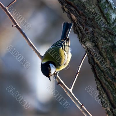 Parus major