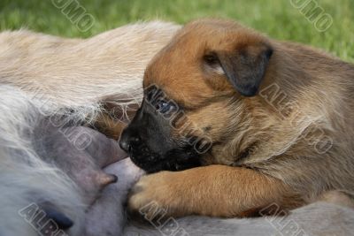 puppy`s suckle