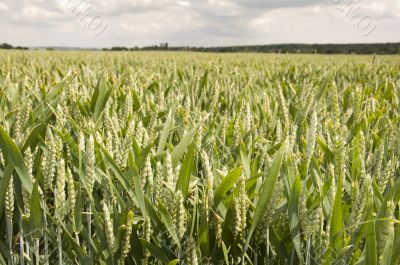 Wheat field