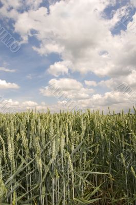 Wheat field Wheat field